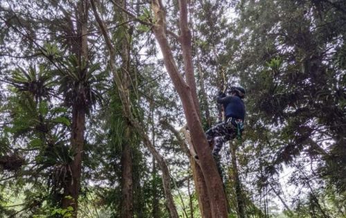 樹攀活動體驗